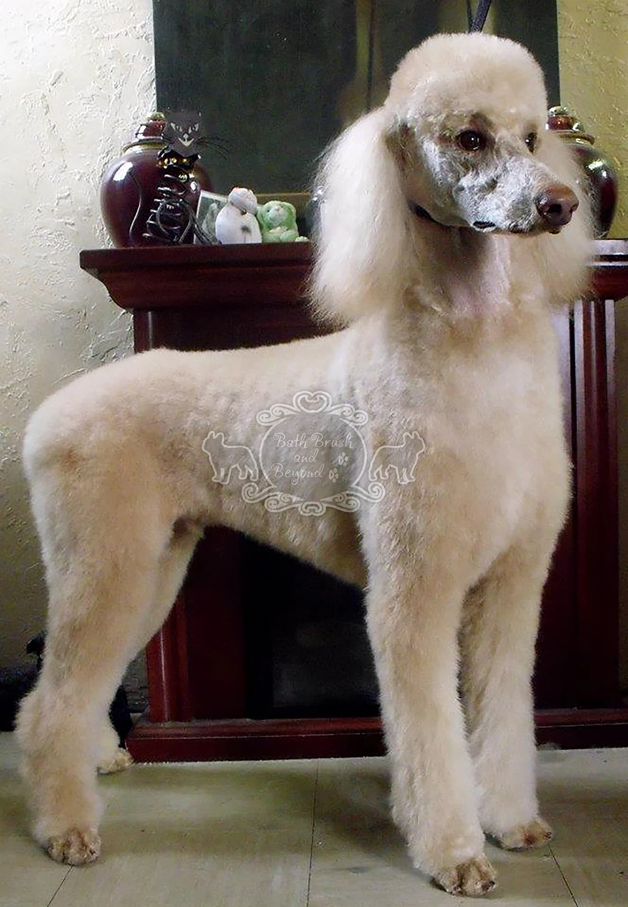 White Standard Poodle after haircut