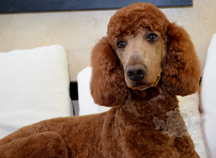 Brown standard poodle after haircut