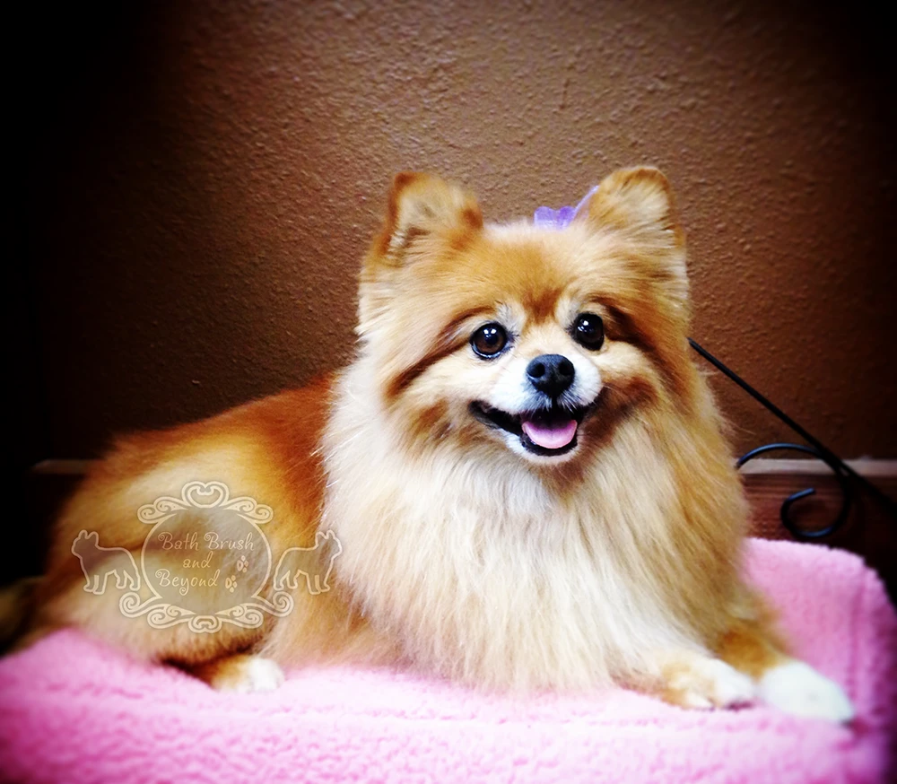 Pomeranian laying on bed