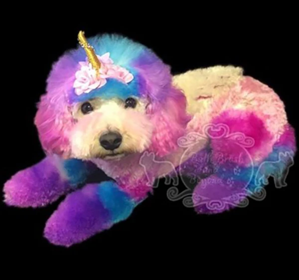 White dog with purple and blue dyed fur and angel wings