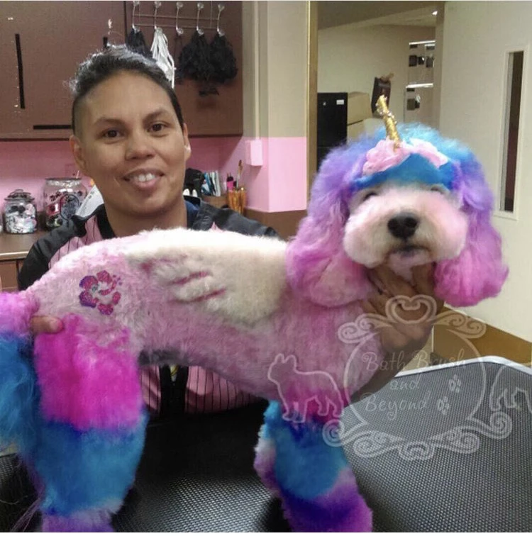 Dog groomer with small dog with rainbow dyed fur