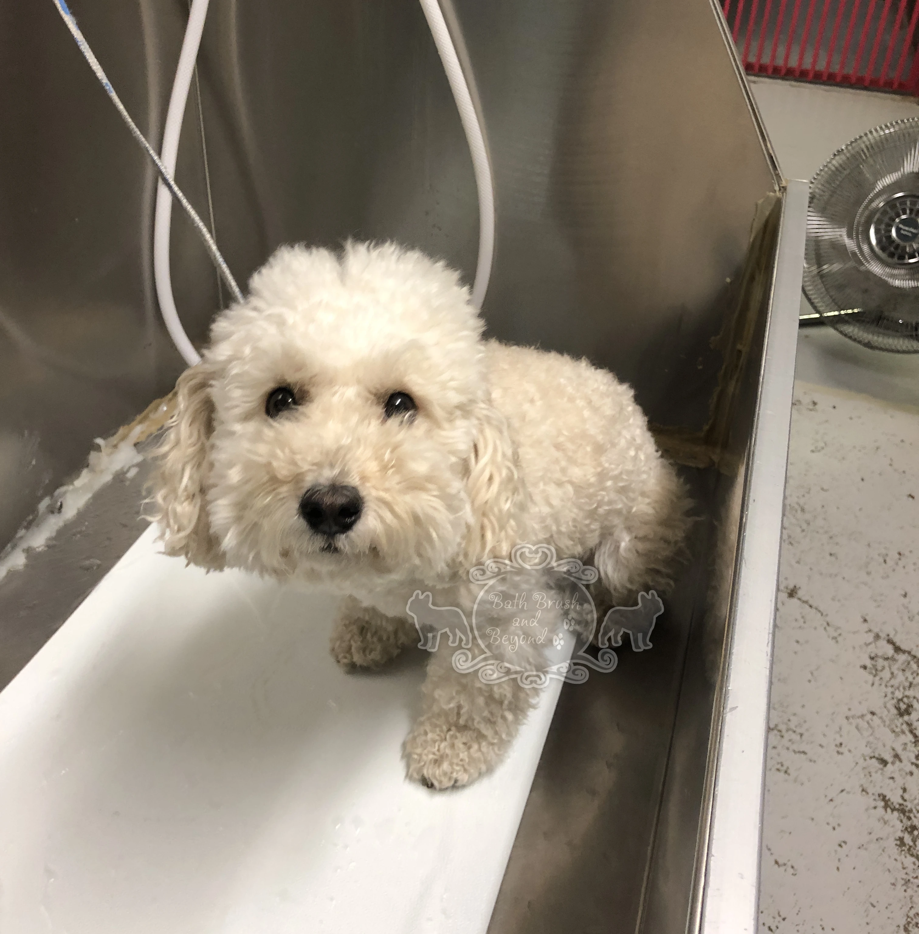 White fluffy dog in bath