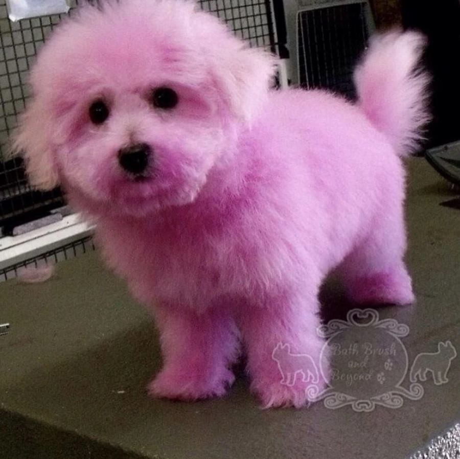 Small dog with pink fur